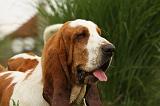 BASSET HOUND 086